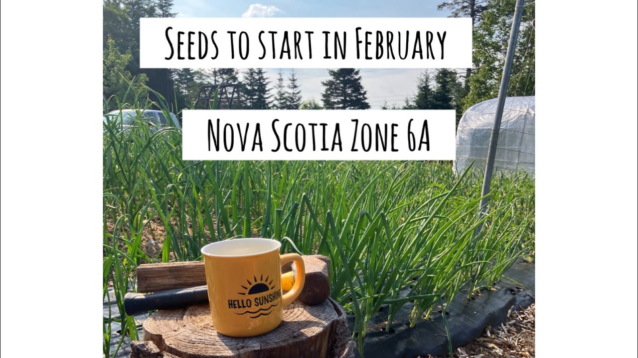 Seeds to Start in February in Canada zone 6