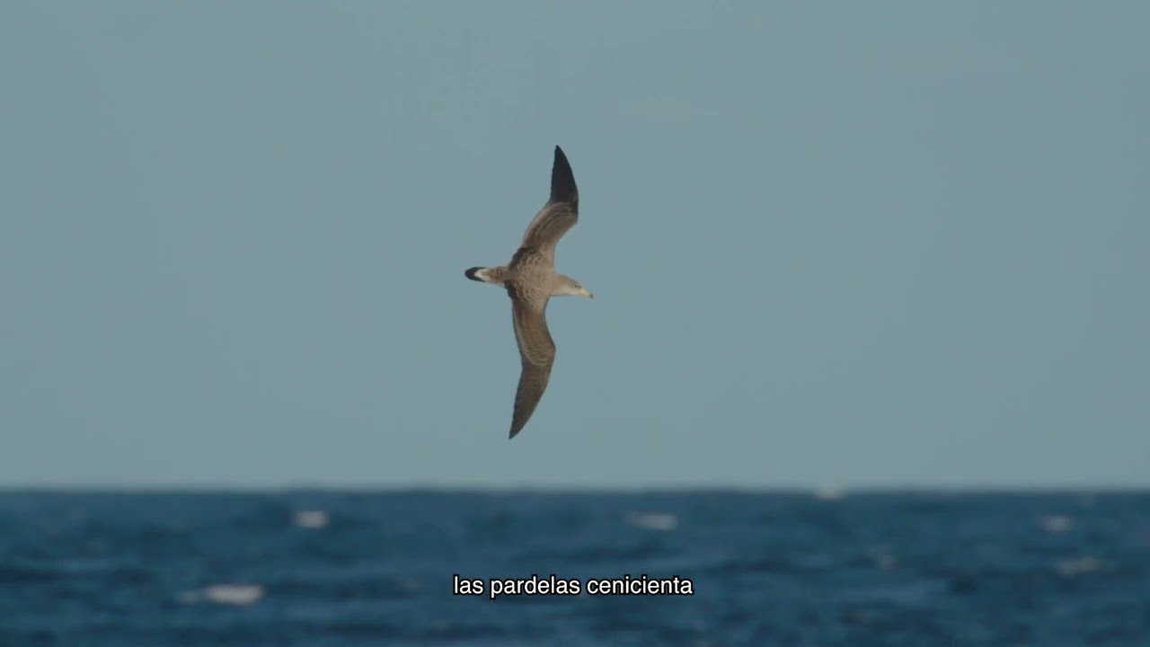 Campaña de anillamiento en la Illa de l'Aire, Menorca (2025)