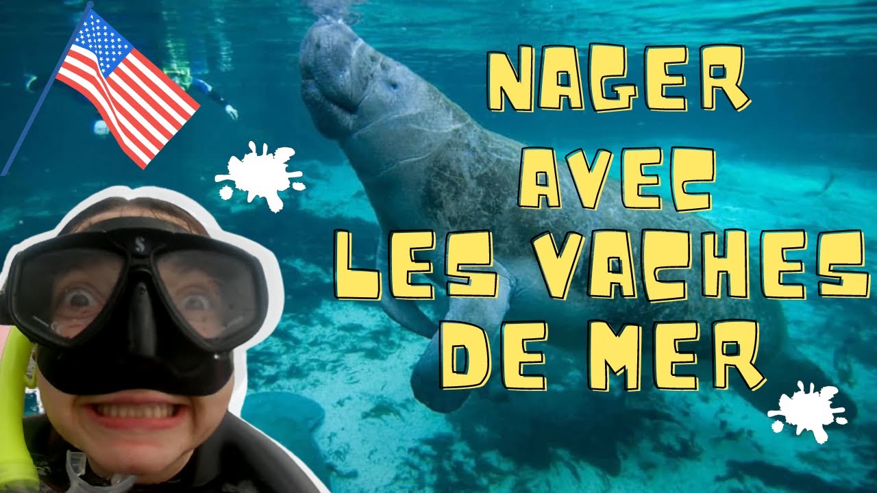Nager avec les lamentins ? C'est possible !