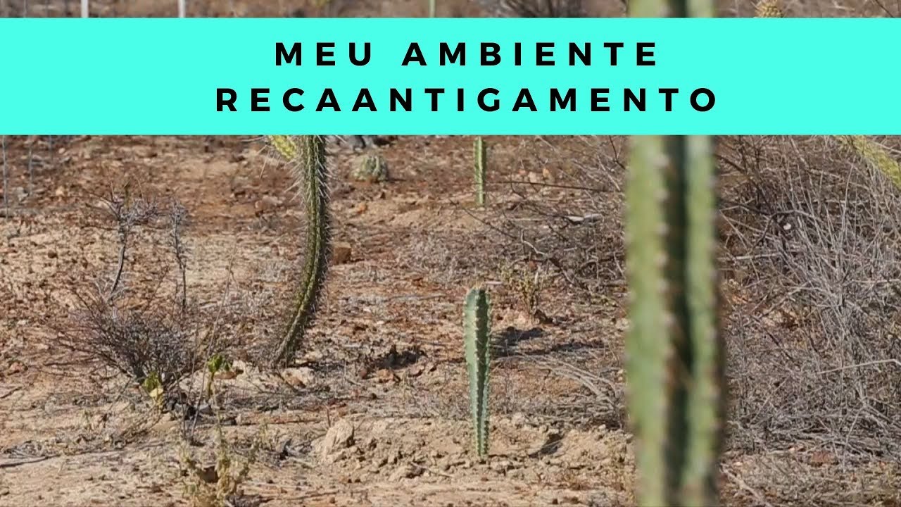 Meu Ambiente Recaatingamento