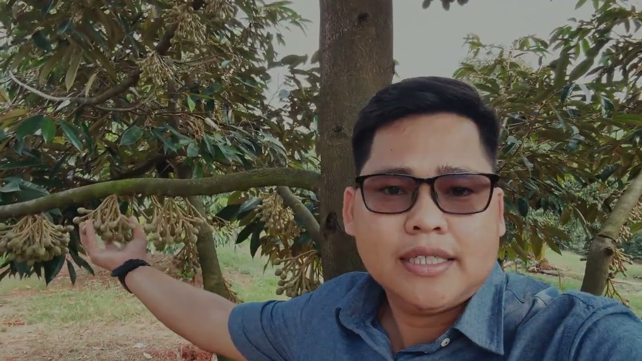 អាកាសធាតុប្រែប្រួលលឿន ត្រជាក់ក្តៅ ធ្វើឲ្យទុរេនងាយស្ត្រេស និងងាយជ្រុះដាច់ទងផ្កា