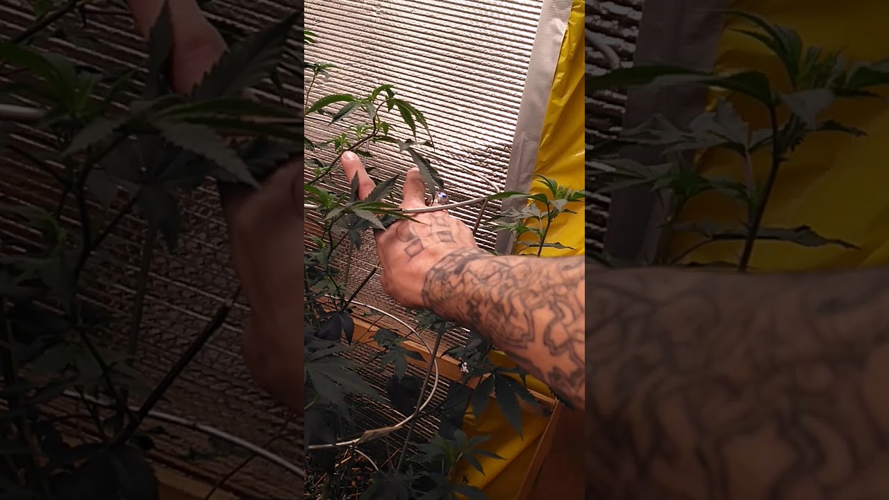 600h flower rm personal grow #optic #mbxgrow #realgrowersrecharge #npkindustries