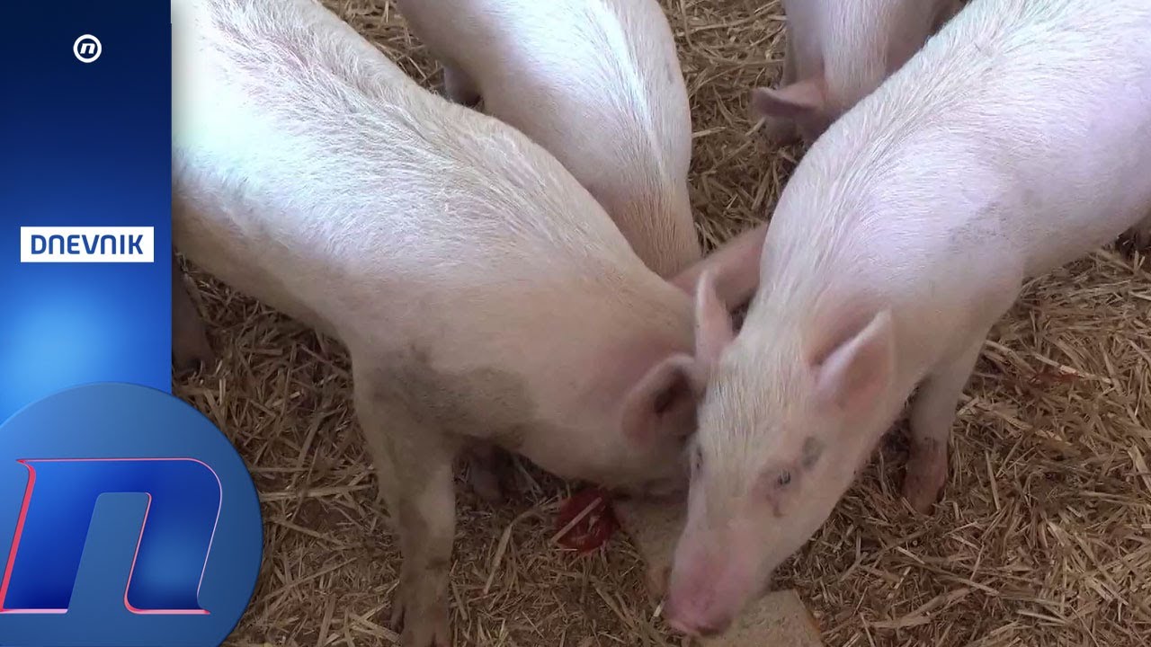 Afrička kuga svinja i sitne regionalne svinjarije