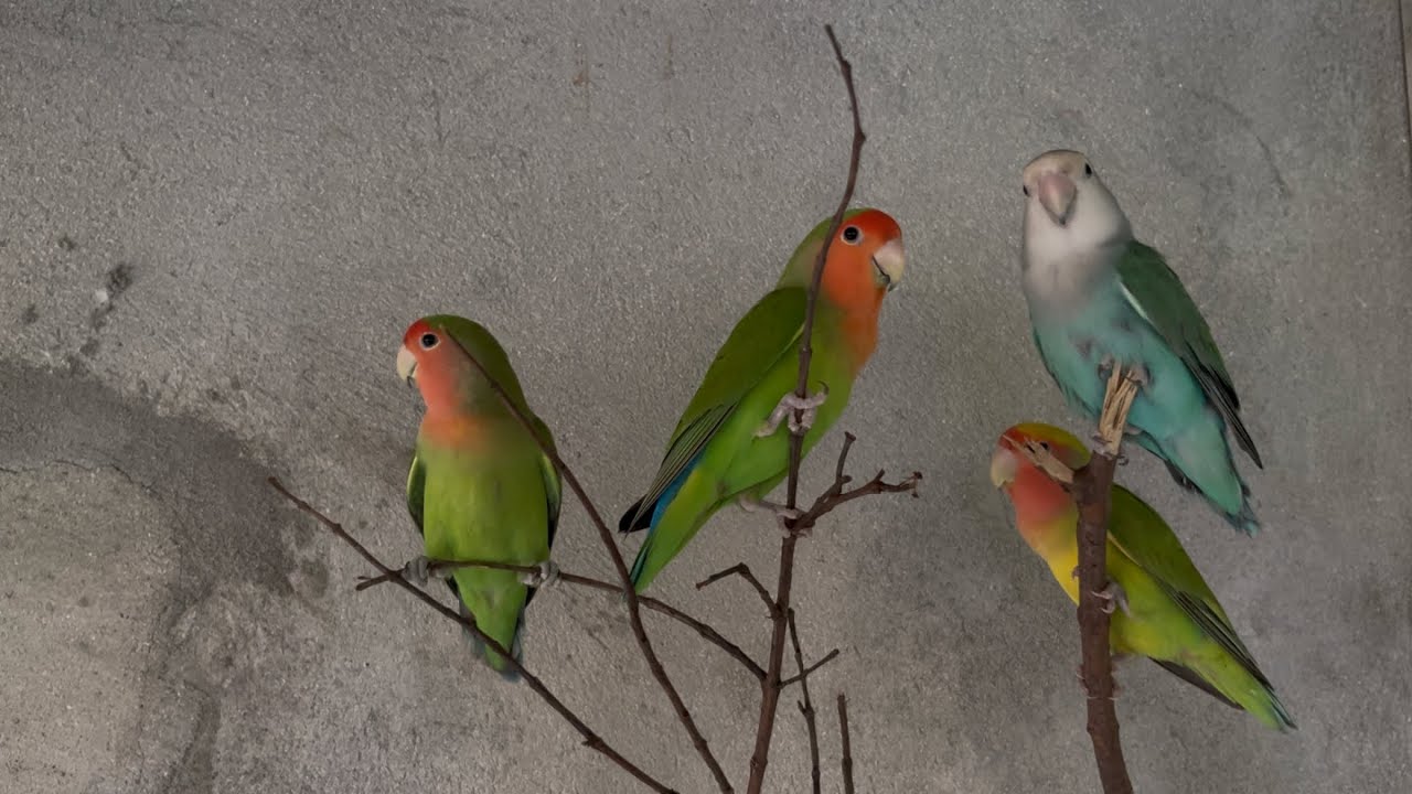 I Raised This Lovebird Family Together 🐦💚 | Natural Bird Sounds