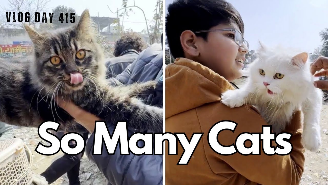 Cat Bazaar Gaye The… Phir Ye Ho Gaya 😼 🐾❤️| Day 415 #totbynitin 