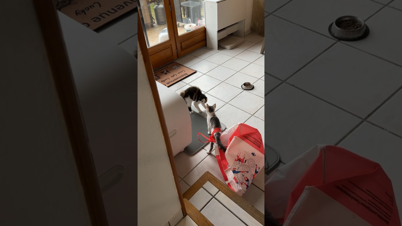 Un chaton pas &eacute;nerv&eacute; 😡 #chat #chaton #catlover #cats #chatmignon #chatsauvage #cat #chats #chatfou