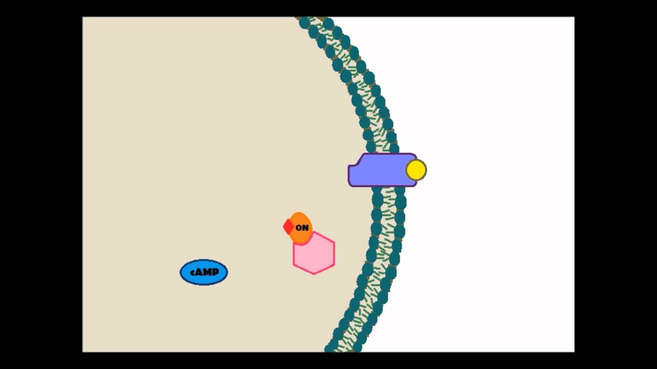 Signal Transduction Animation