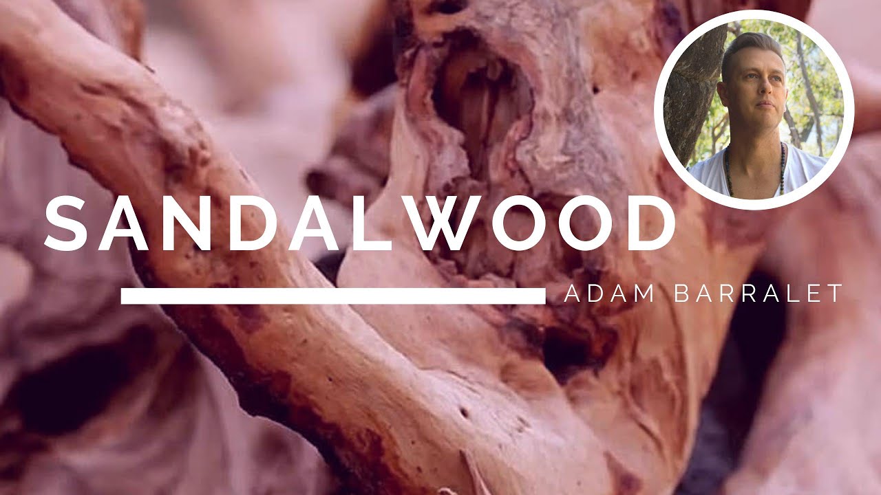 Sandalwood - The Oil of Alignment