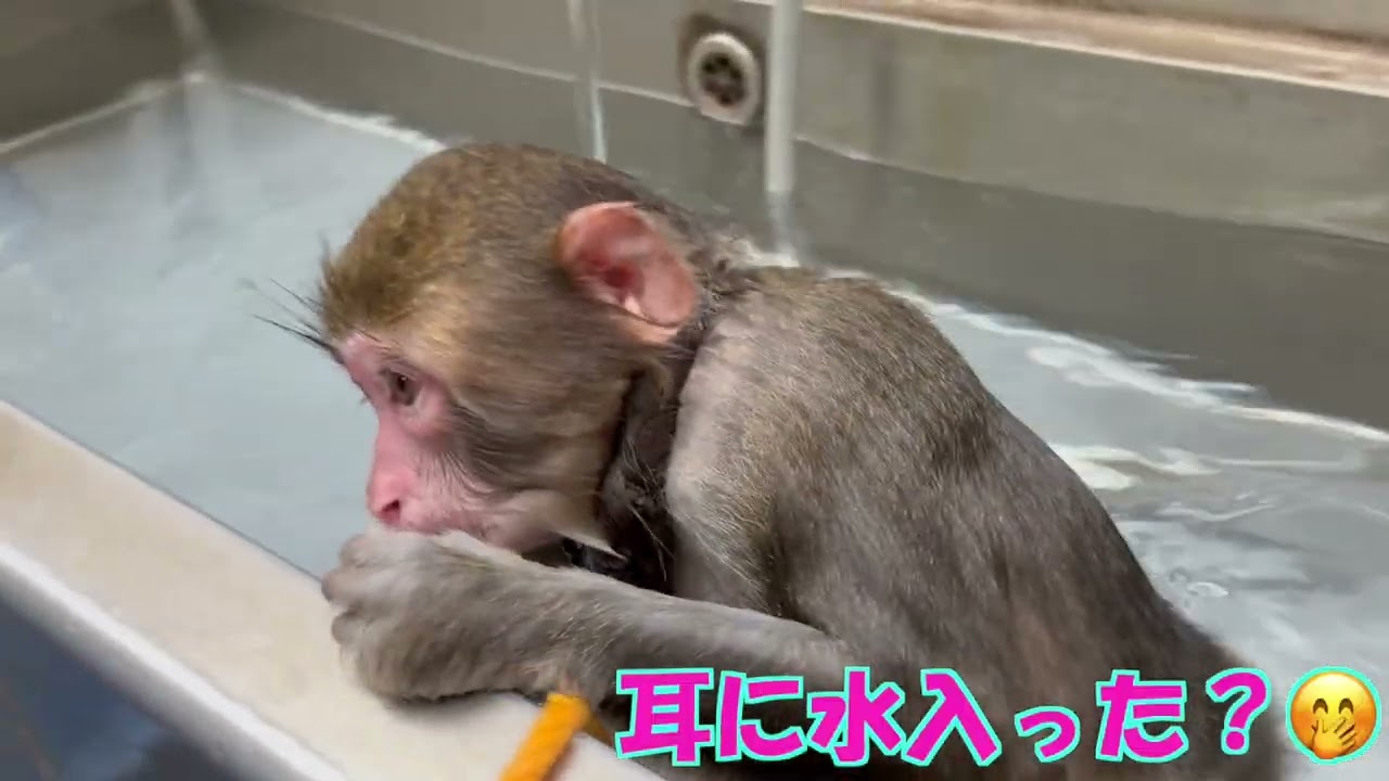 阿蘇で泳ぐサルが発見される