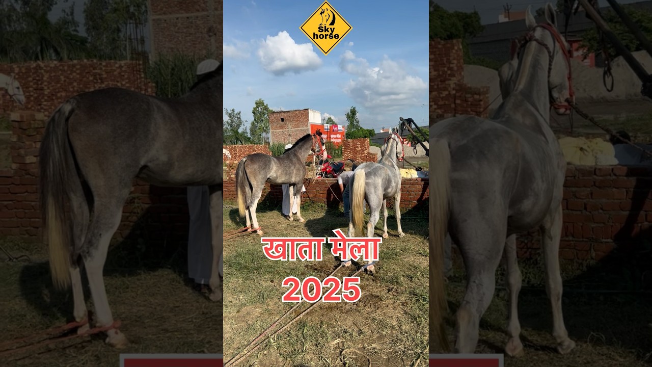 #khatamela2025 #horsetrack #horsefair#trending #viralvideo #youtubeshorts #skyhorse #mohammadrais