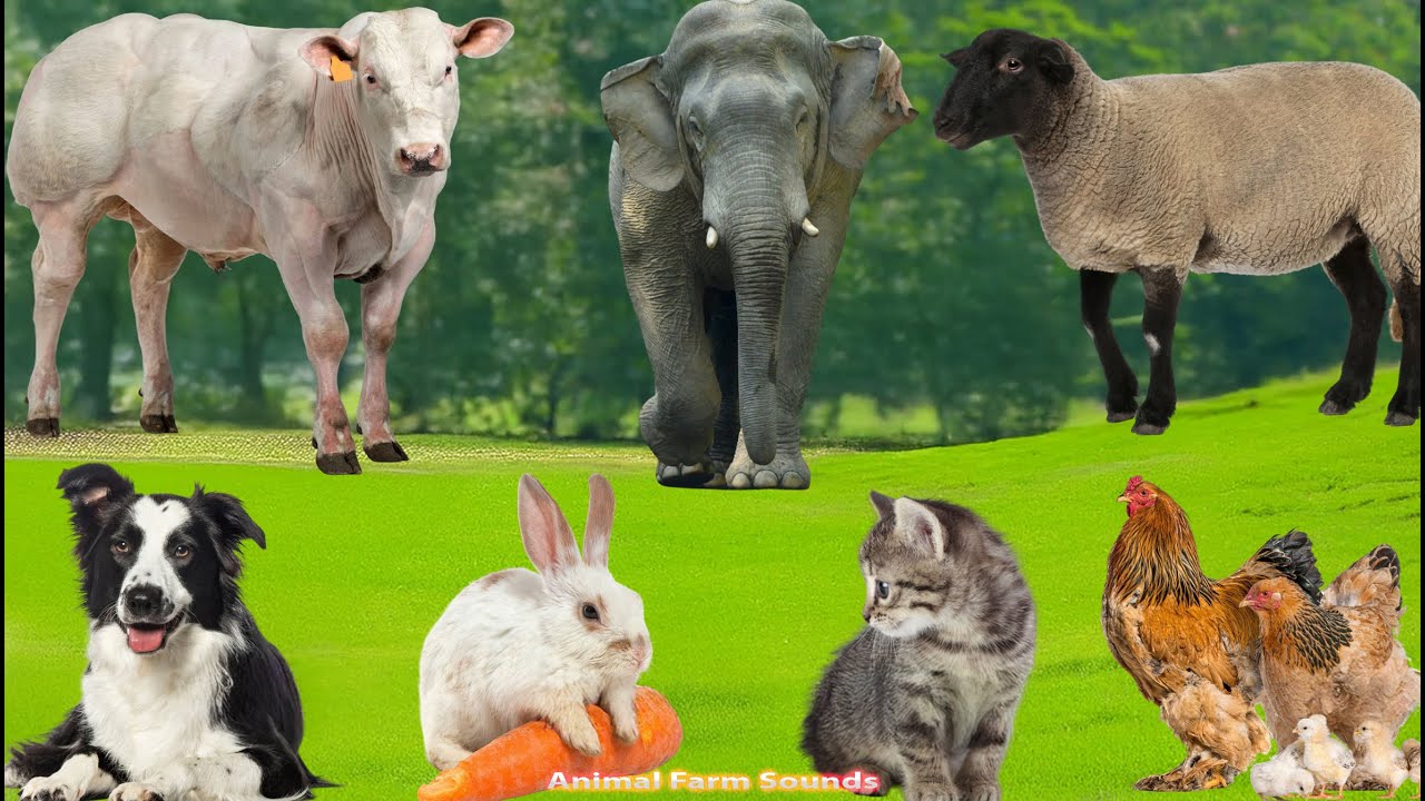 Farm Animal Habitat: Horse, Chicken, Goat, Duck, Cow, Dog, Pig, Sheep, Cat – Animal Moments