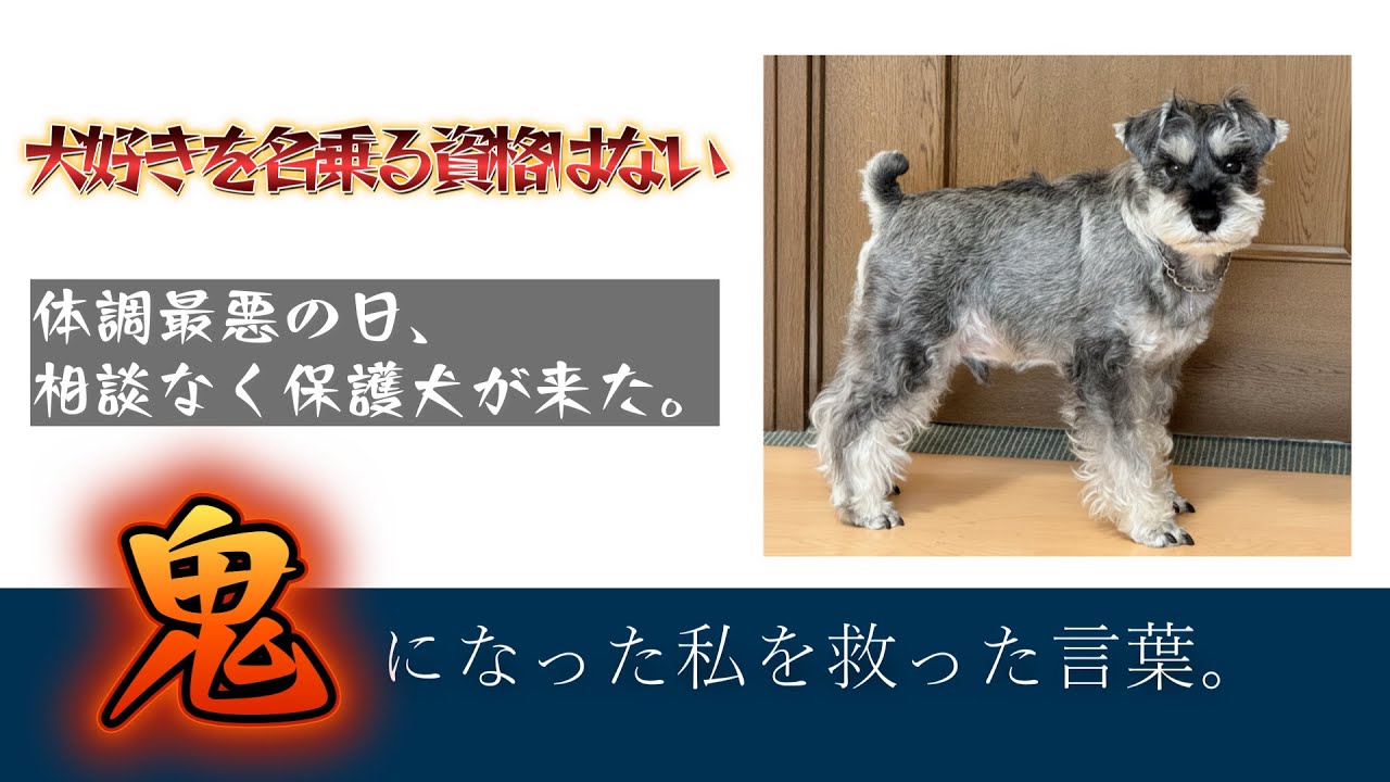 「犬好き失格」と自分を責めた夜。体調最悪の日に相談なく保護犬がやってきた話。AIに打ち明けた本音。【ミニチュアシュナウザー】