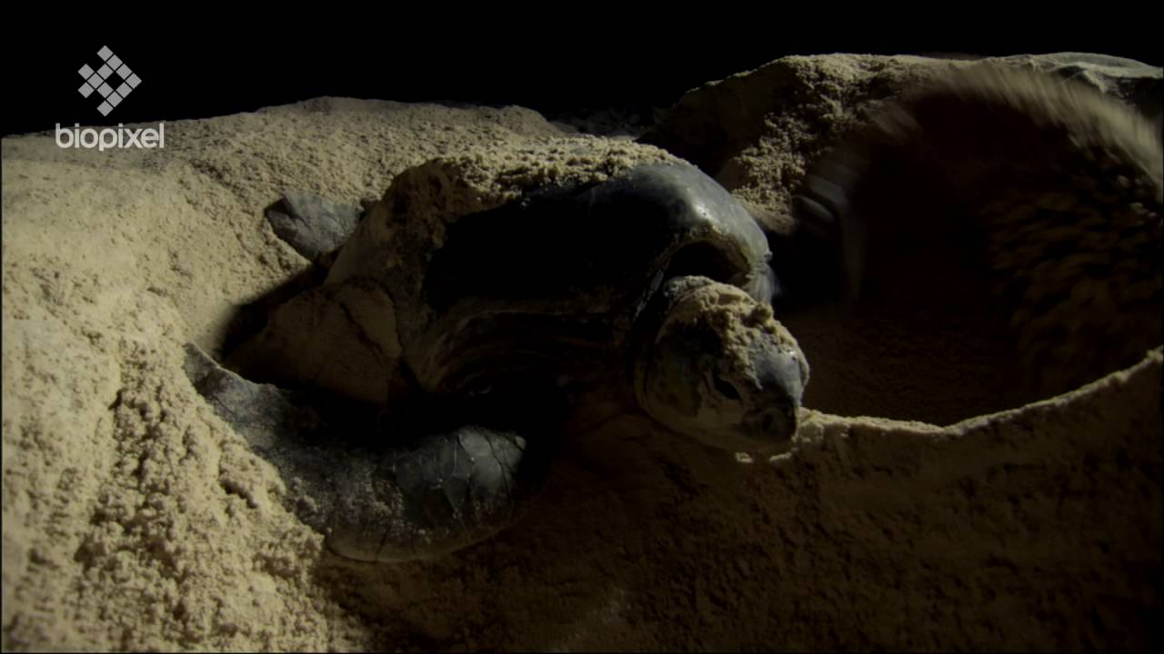 Raine Island Green Turtles