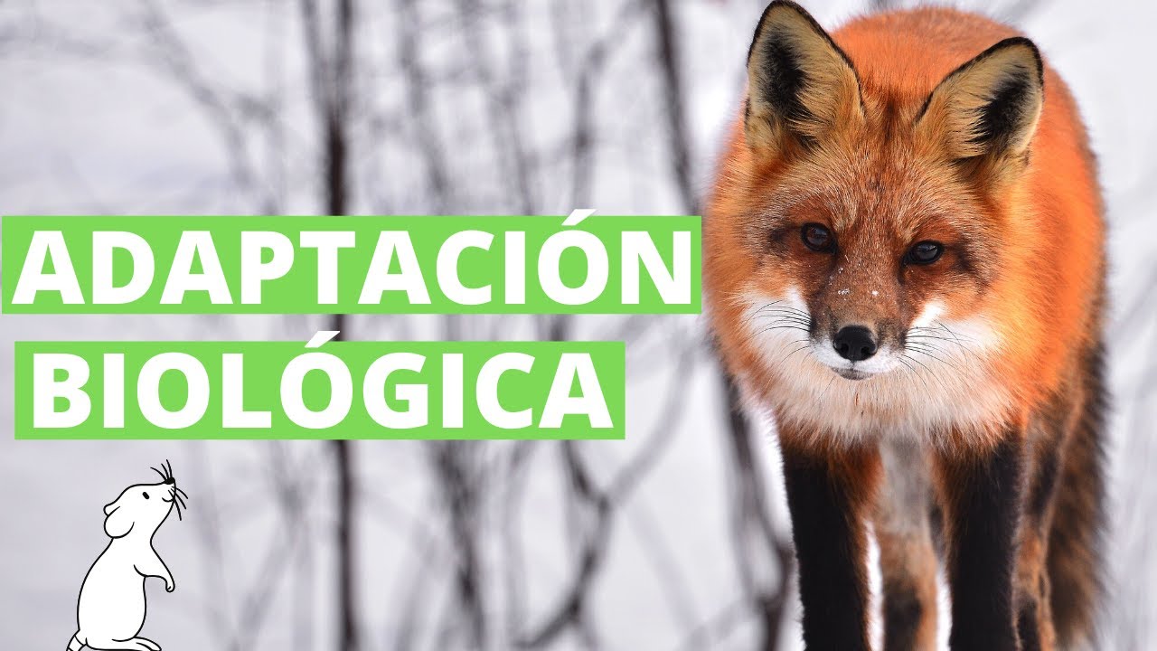 &iquest;Qu&eacute; es la adaptaci&oacute;n de los seres vivos? (con ejemplos)🐢