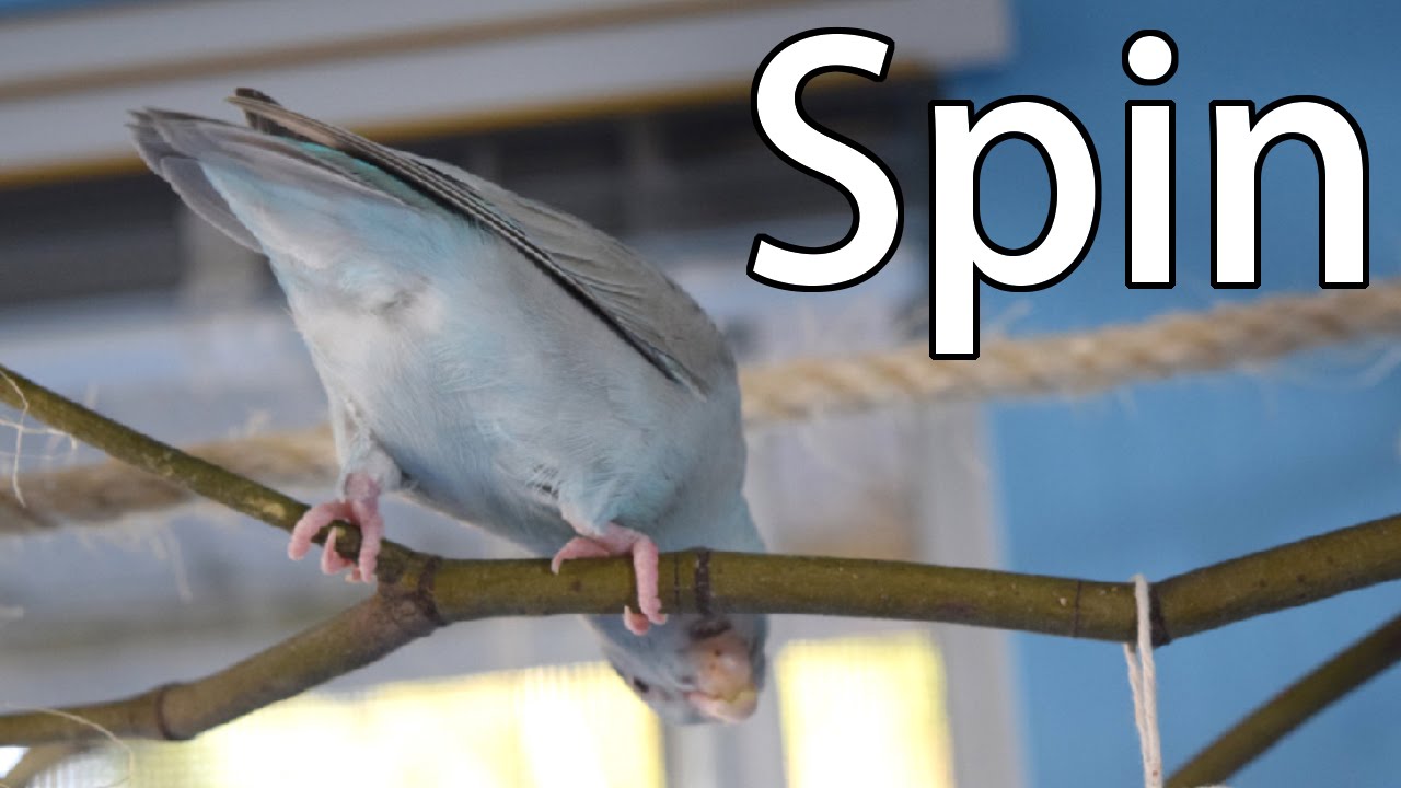 Spin | Training Tutorial