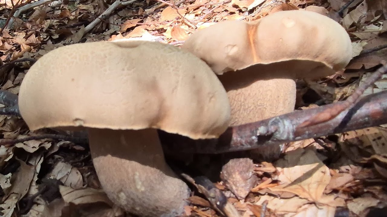 FOLLIA PORCINA VAL D'AVETO AGOSTO 2024