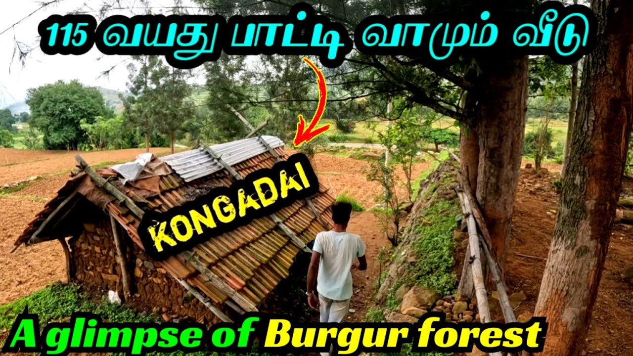 115 வயதில் மேற்கு தொடர்ச்சி மலையை மிஞ்சும் அழகான பர்கூர் காட்டு வாழ்க்கை|kongadai tribal village
