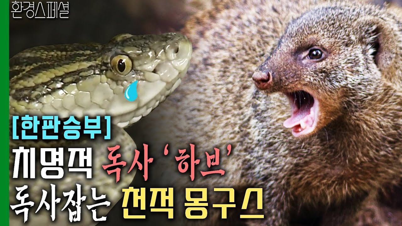 [한판승부] 치명적 독사 &lsquo;하브&rsquo; vs 독사잡는 천적 몽구스 [환경스페셜-오키나와의 기묘한 동거, 독사 하브와 몽구스] / KBS 20100217 방송
