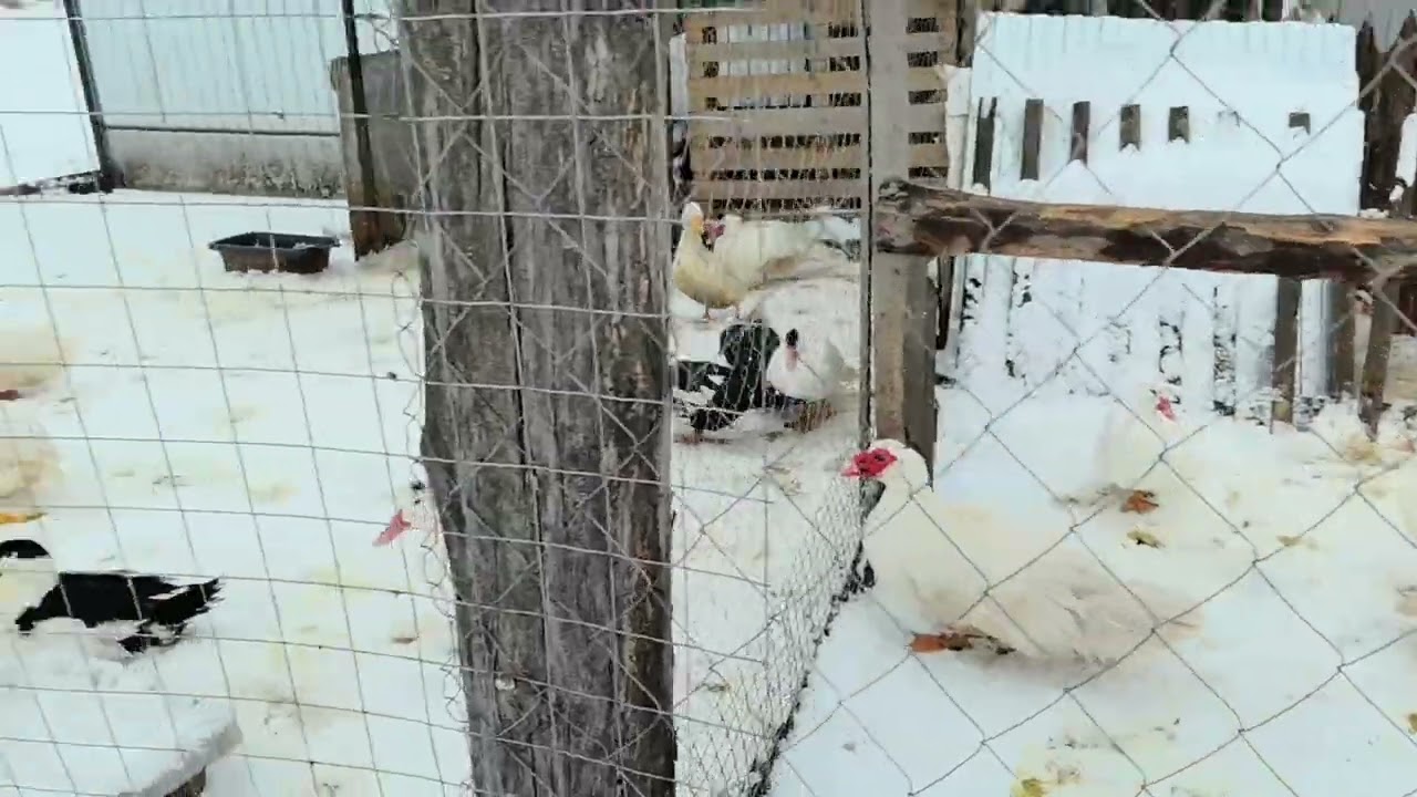 Рассказываю про нового дикого котёнка и в конце видео покажу его.