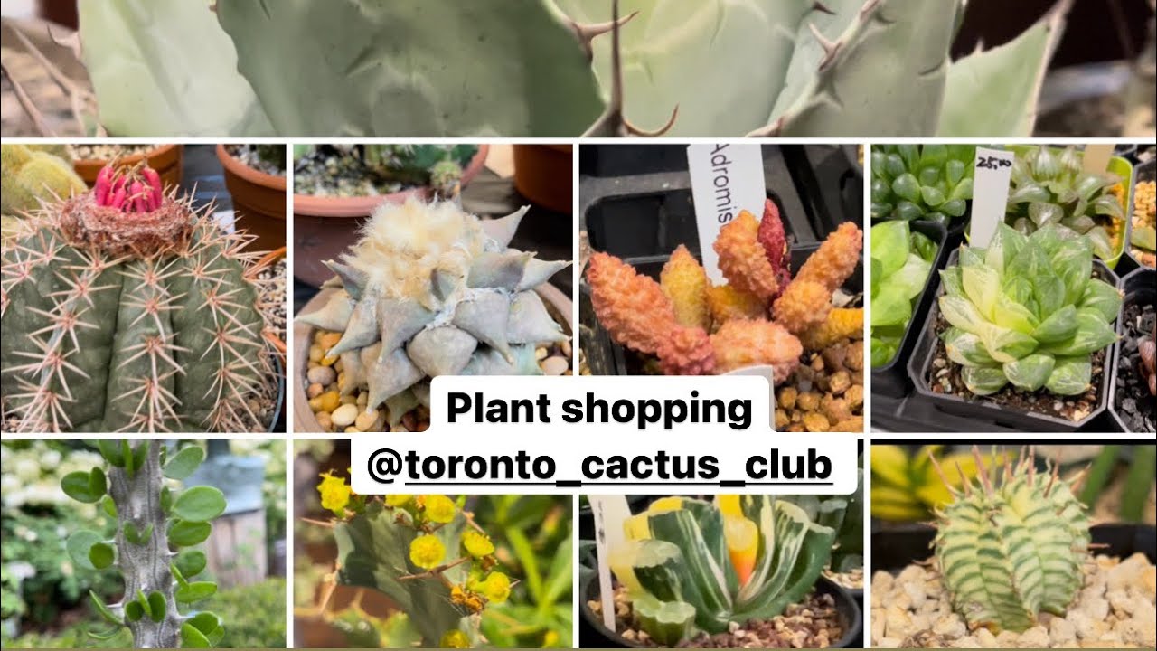 Plant shopping @ The Toronto Cactus & Succulent Club's Plants Show & Sale ( Hoya plants too 👀)