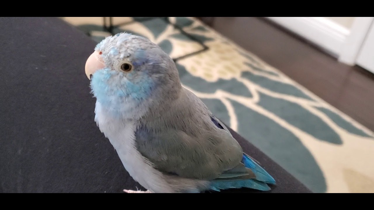Blue parrotlet Chirping