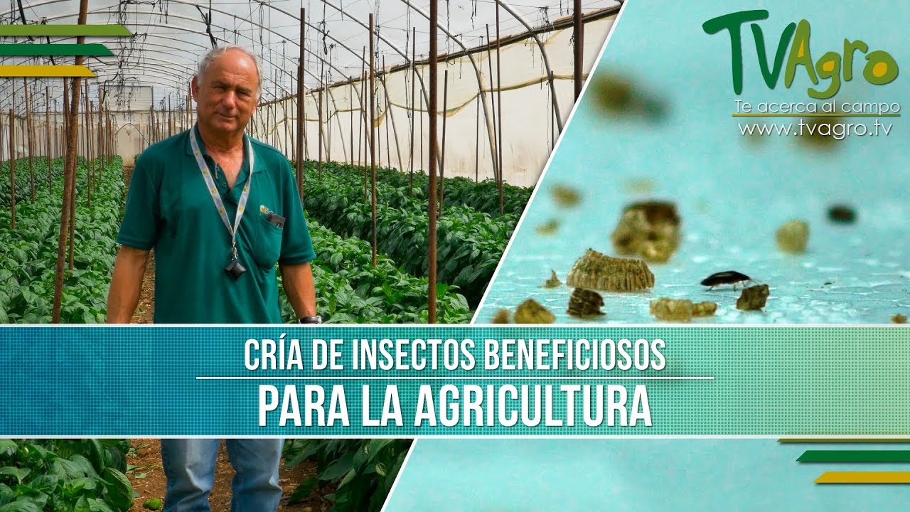 Cria de Insectos Beneficiosos para la Agricultura- TvAgro por Juan Gonzalo Angel