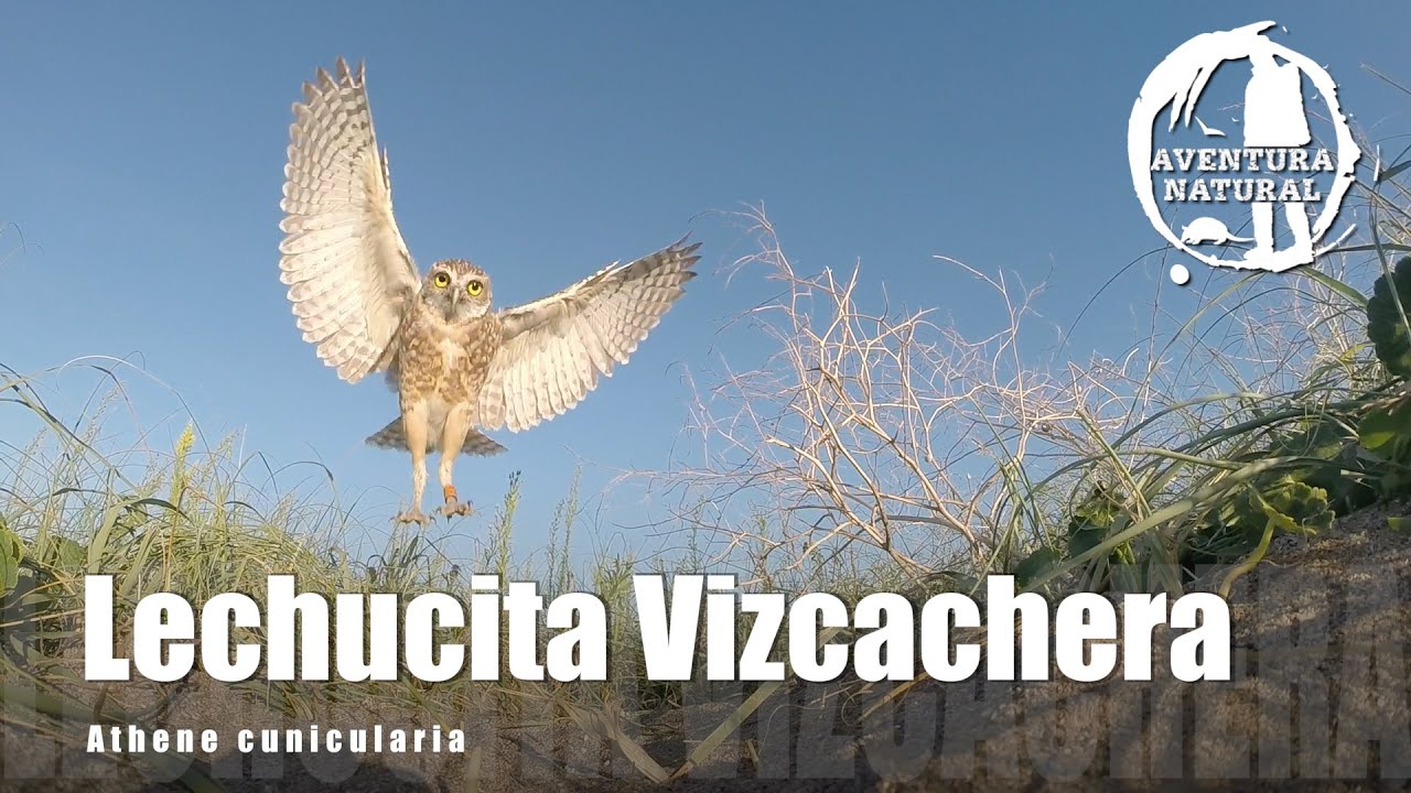 LECHUCITA VIZCACHERA - Athene cunicularia