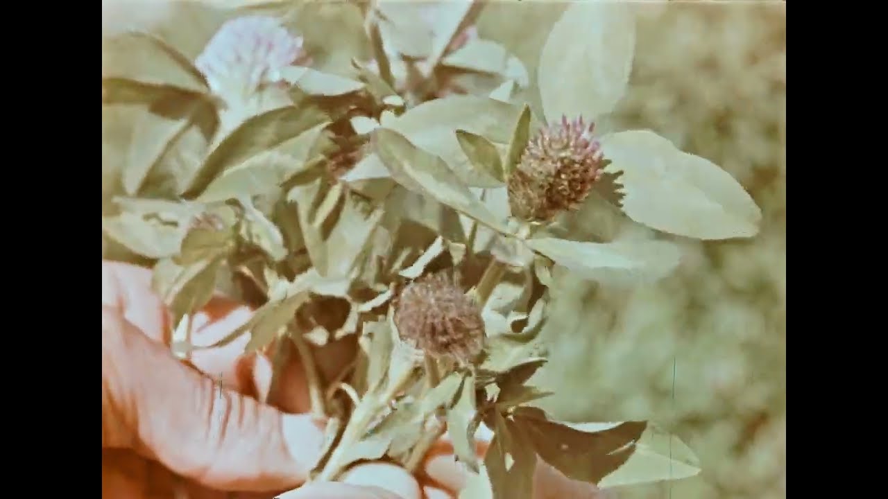 Клевер в земледелии, 1970 г