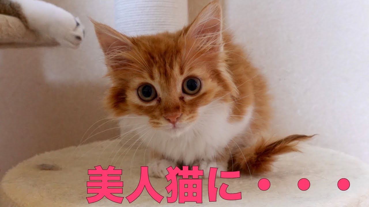 保護した子猫をシャンプーしたら、とてつもない美人猫に変身しました。It transformed into an incredibly beautiful cat.