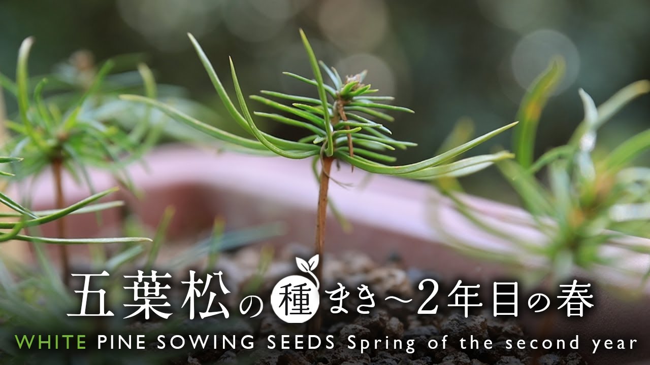五葉松の種まき～2年目の春【Bonsai diary 盆栽日記 3/11】初心者の簡単盆栽の作り方 やり方 goyomatsu white pine Sowing seeds EOS R5