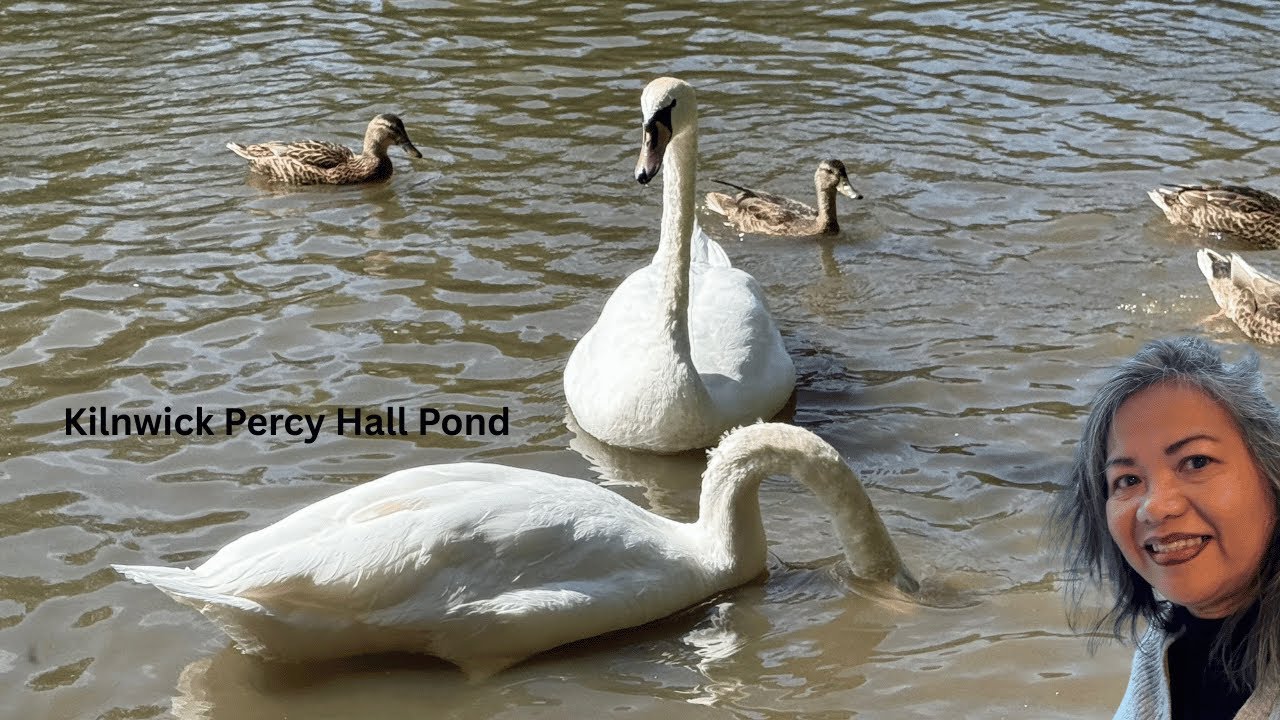 Kilnwick Percy Hall: Serene Wildlife Pond, Ducks & Swans.