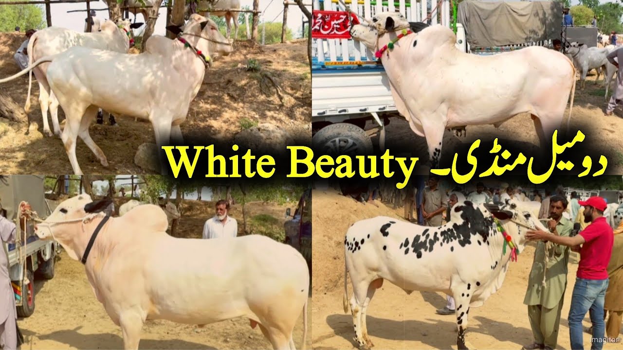 Domail Cow Mandi 2024 - 2024 Cow Mandi - Bakra Mandi 2024 - Qurbani 2024 - dangerous fateh jang bull