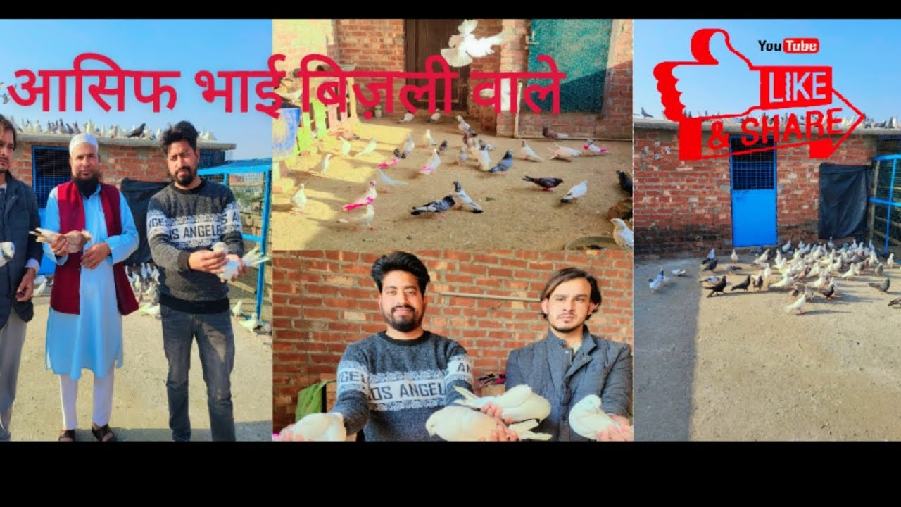 No [9105683786]ASIF BHAI BIZLI WALE SHAMBHAL MIYA SARAI  KALSHIRE KALDUME #viralvideo #kabutar  