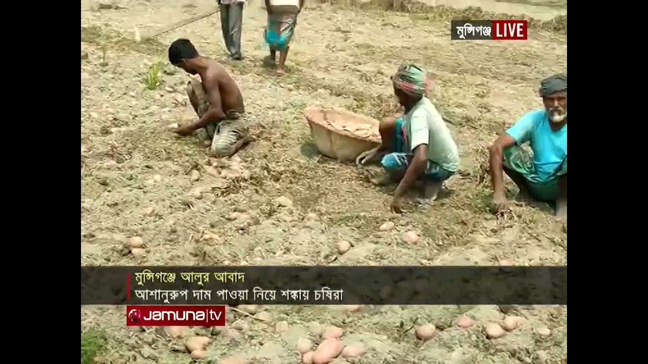 মুন্সিগঞ্জে আলুতে লোকসান, হতাশ কৃষক | Munshiganj Potato