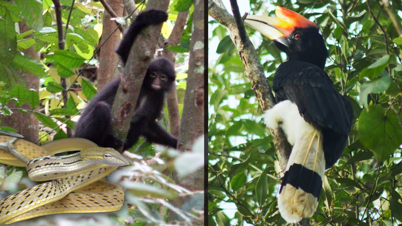 Rare animals in Singapore and cool reptiles as usual. 