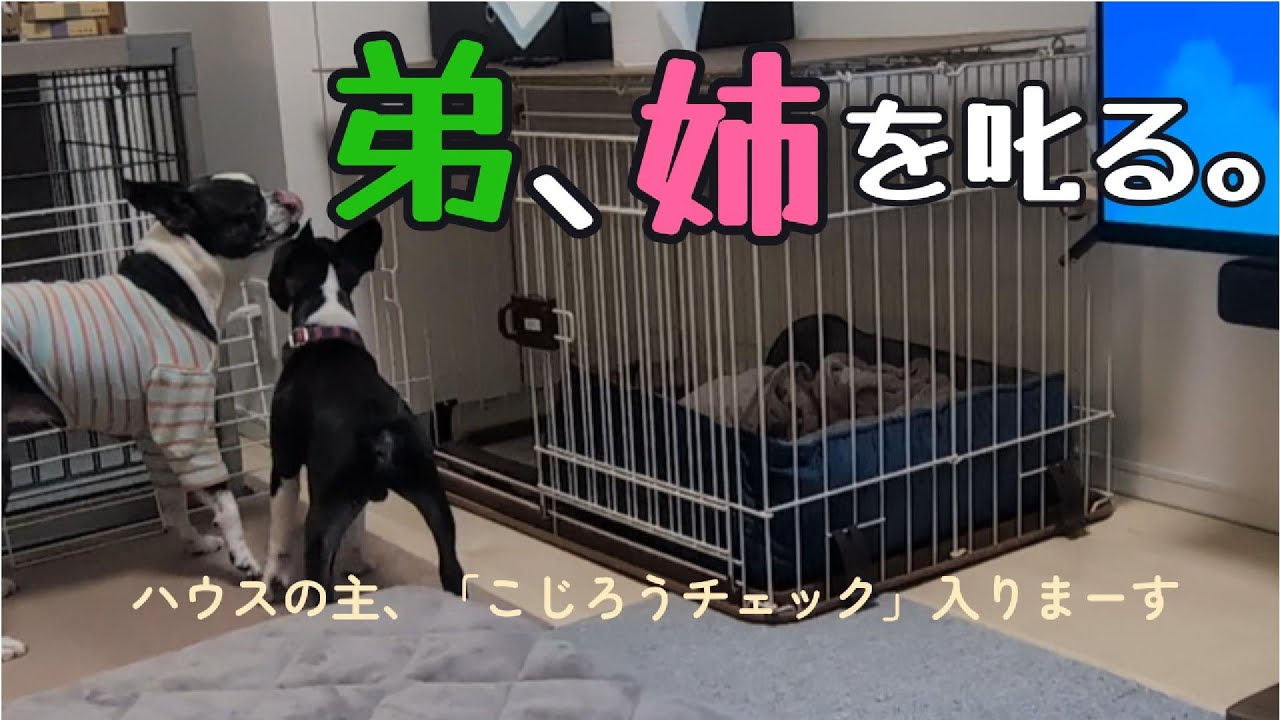 【ボストンテリア】弟こじろう、姉はなを、叱る。現場に駆け付け、迫る弟とバツの悪そうな姉。