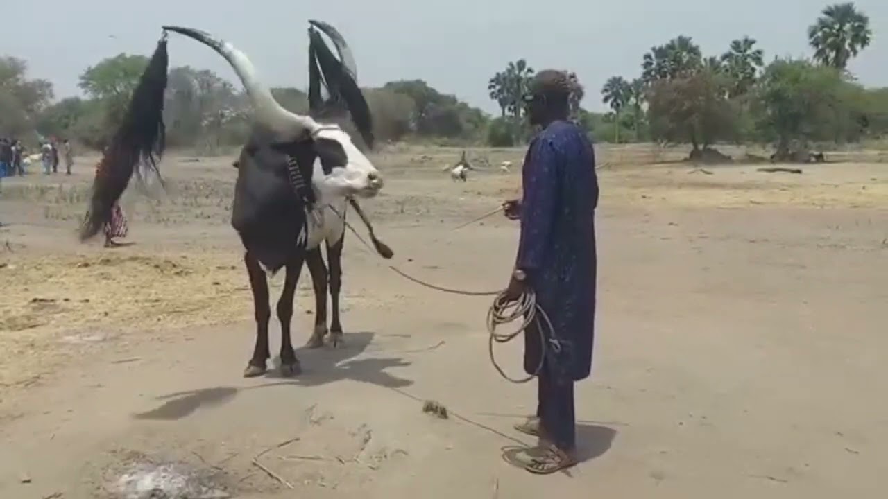 Manyang Apar Singing his traditional songs to the colourful ox