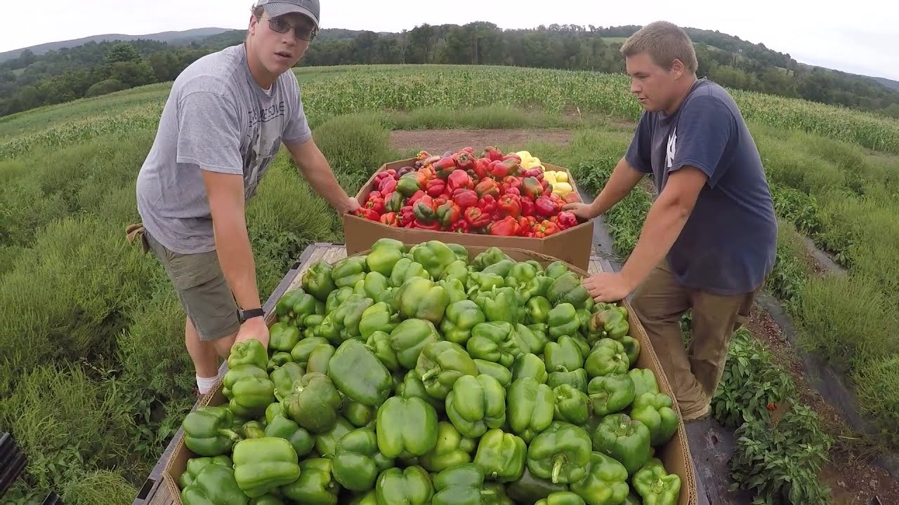 THIS HARVEST WAS AMAZING
