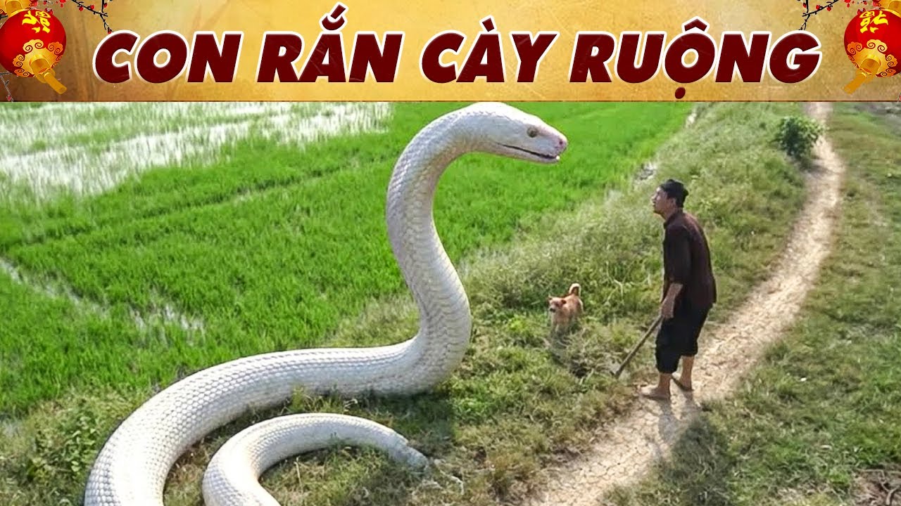 CON RẮN CÀY RUỘNG🔥PHIM CỔ TÍCH VIỆT NAM 2026🔥CỔ TÍCH VIỆT NAM🔥CỔ TÍCH HAY NHẤT🔥YÊU CỔ TÍCH🔥CỔ TÍCH