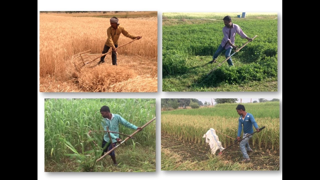 #6: How to mow with a Scythe | साइथ से कटाई की तकनीक