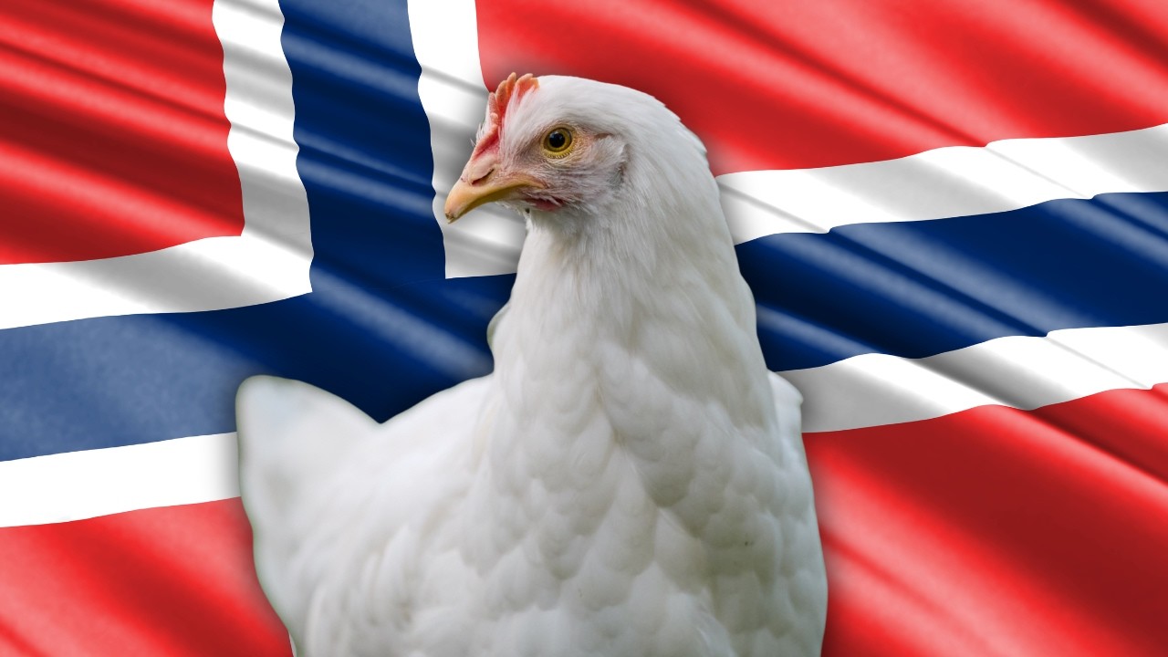 Based Norway BANS Fast-Growing Franken-Chickens!