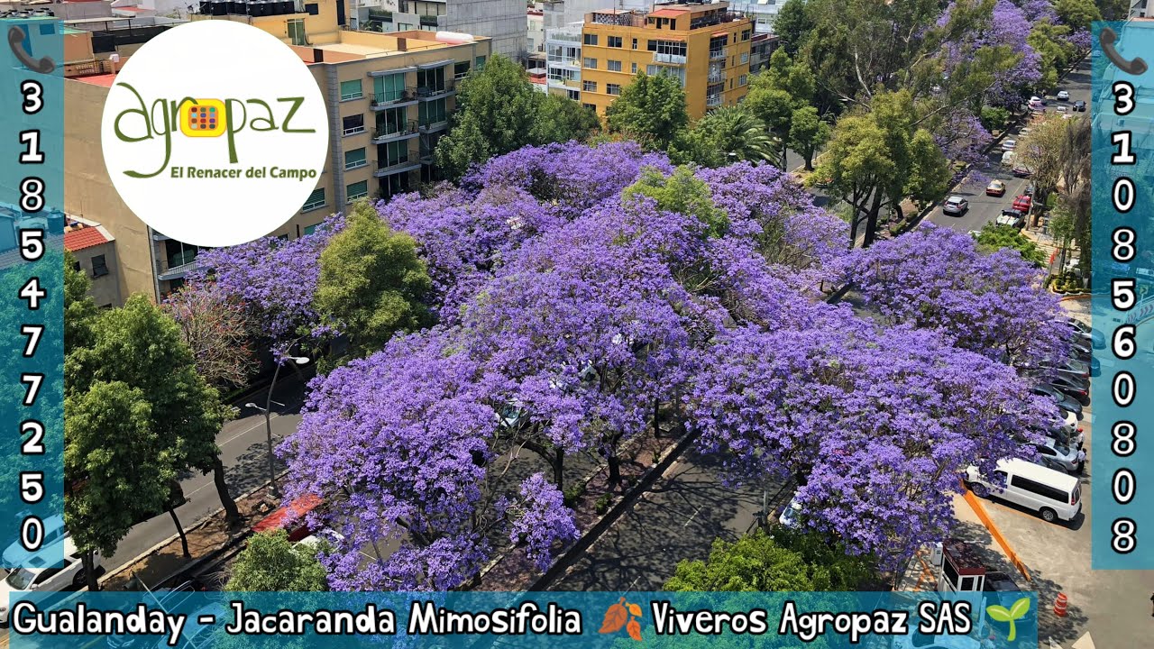 Gualanday, Jacaranda Mimosifolia, Arbol forestal nativo, Viveros Agropaz SAS