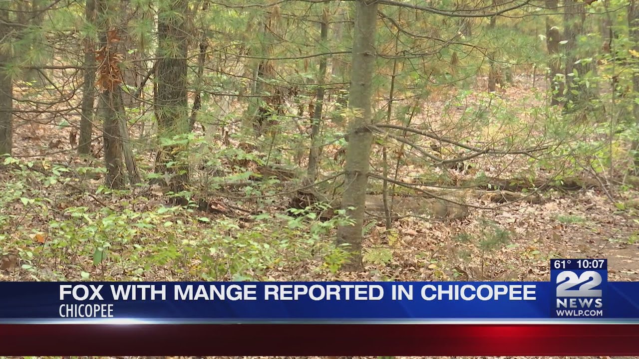 Wildlife experts warn Chicopee residents to avoid foxes in distress