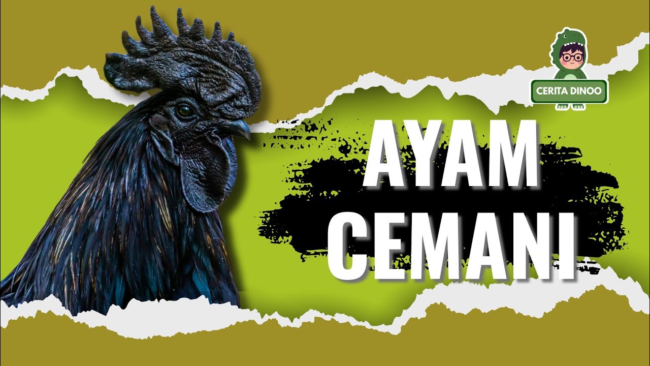 9 MITOS TENTANG AYAM CEMANI 