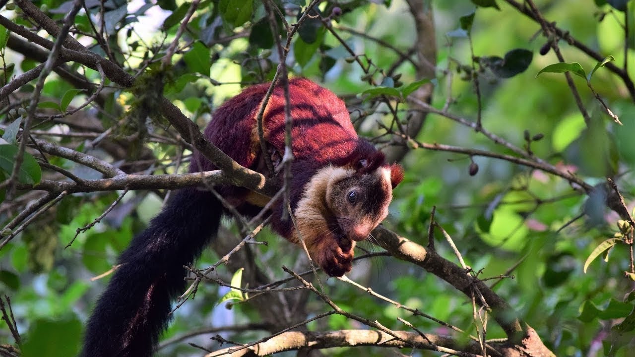 Indian Giant Squirrel | Malabar Giant Squirrel - Ratufa Indica