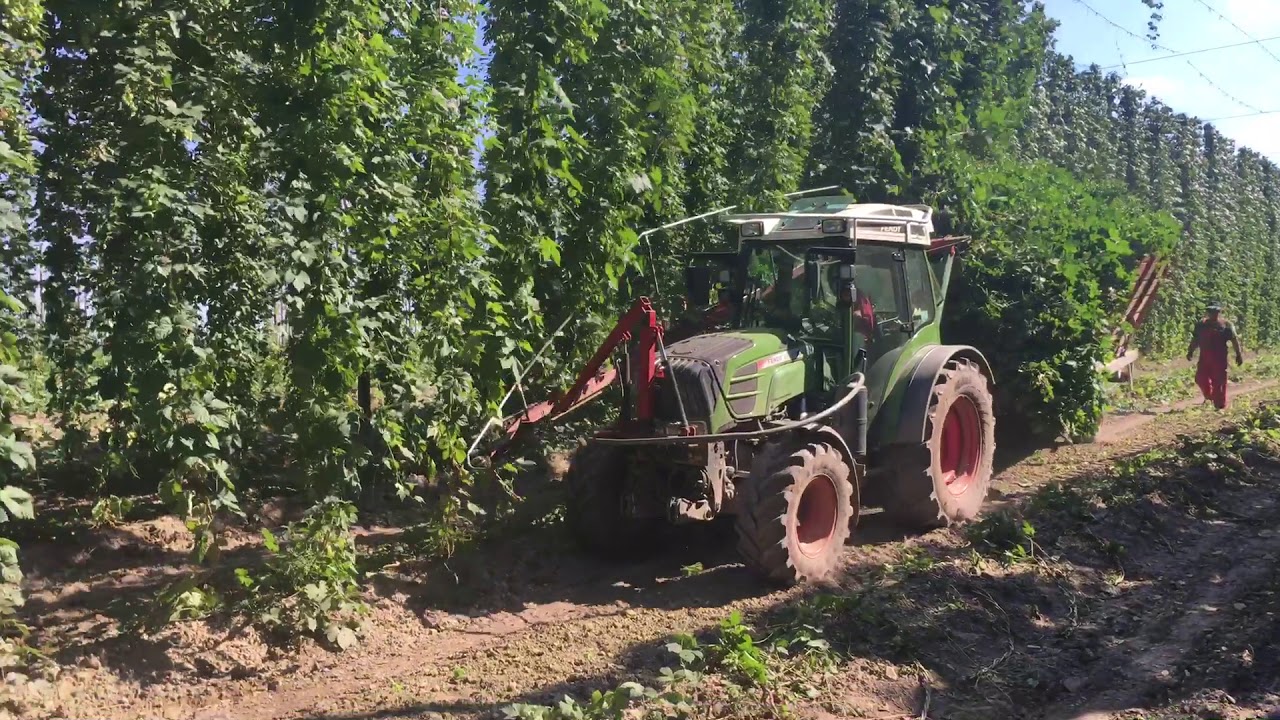 Fendt 211P strh&aacute;v&aacute;ni chmele 2
