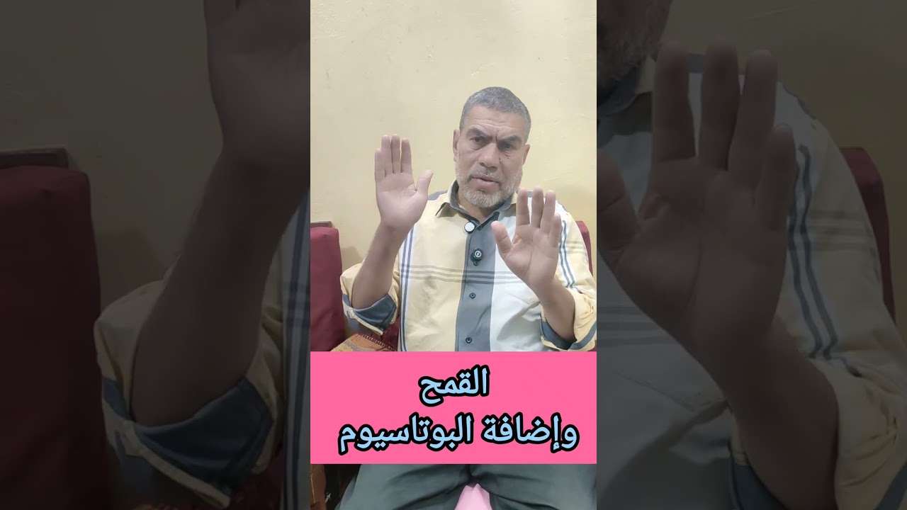 #القمح