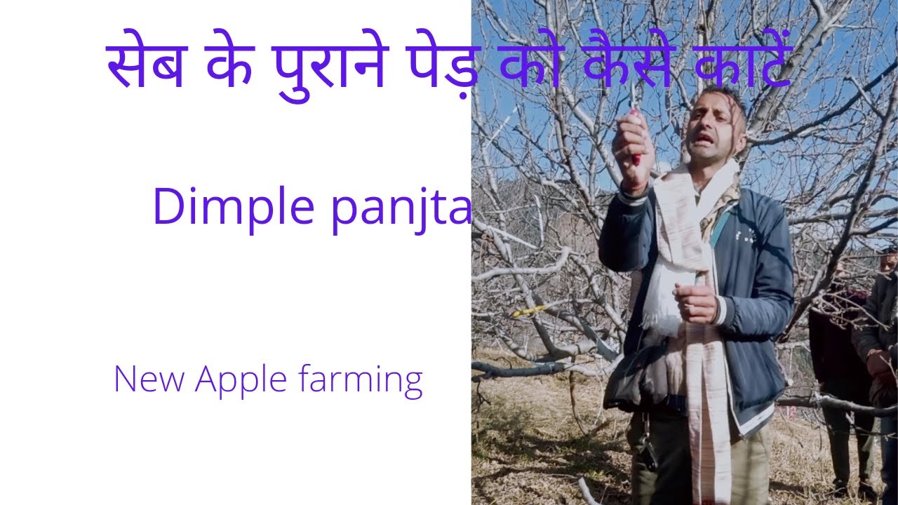 सेब के पुराने पेड़ों की कटाई (Dimple panjta ) How to cut old Apple tree/# new Apple farming !