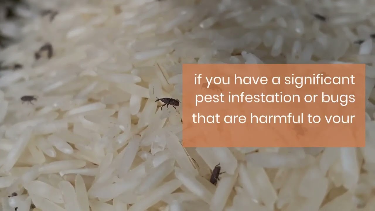 Bug Exterminator Dallas Texas
