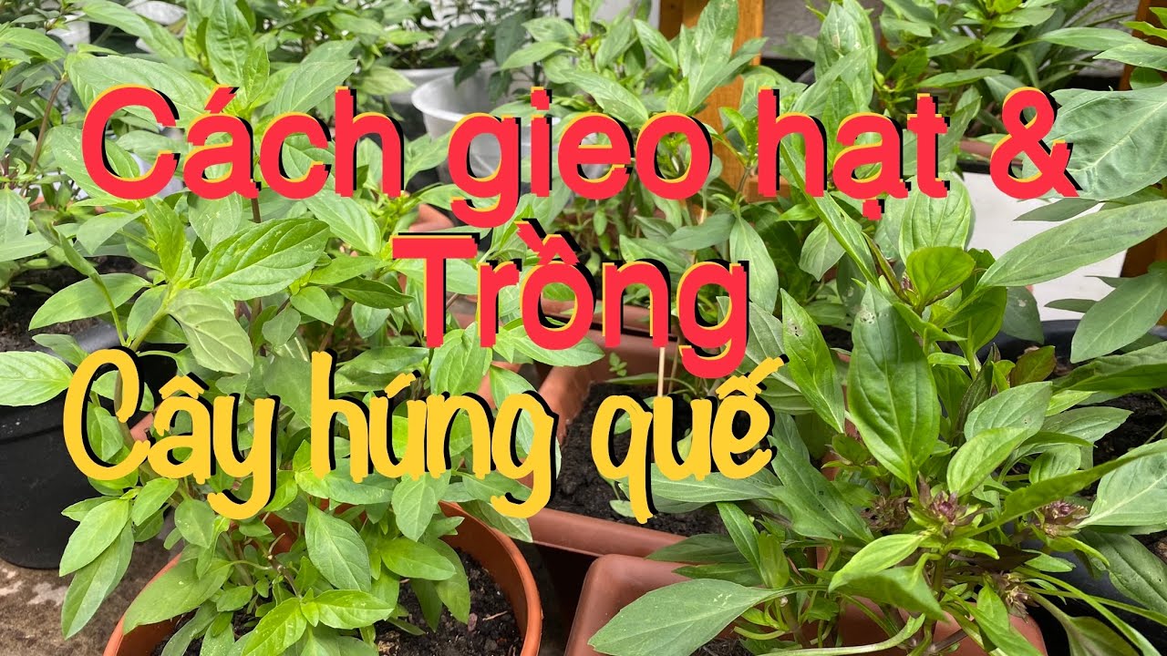 #116. Cách gieo&trồng cây Húng Quế cực nhanh và siêu chuẩn cho thời tiết ở xứ lạnh.
